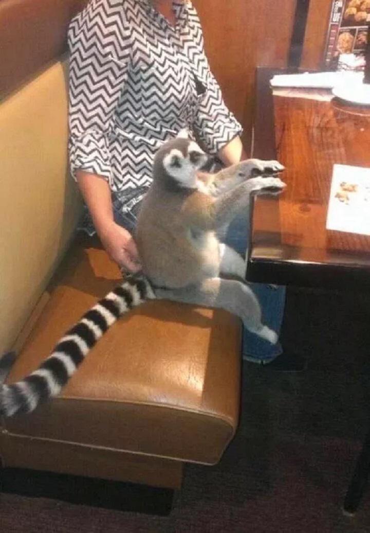 Personīgais lemursLaikam... Autors: Lestets 20 pārsteidzošas bildes, kurās kaut kas nav kārtībā