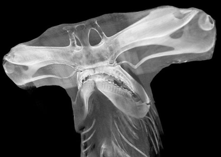Āmurgalvas haizivs Nosaukumu... Autors: The Diāna Apbrīnojamā pasaule: Dzīvnieku rentgenuzņēmumi
