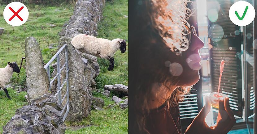 Izvēlēties aitu... Autors: Lestets 8 lietas, ko tikai paši bezbailīgākie uzdrošināsies pamēģināt