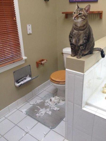  Autors: Fosilija Šīs bildes pierāda, ka kaķiem ļoti patīk spēlēties un plosīt tualetes papīru