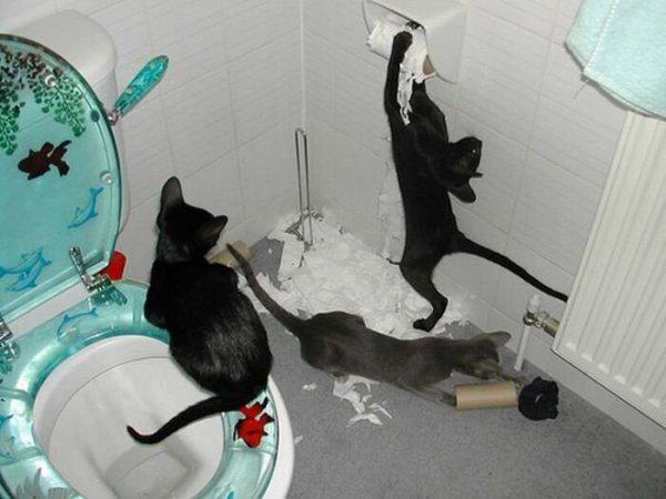  Autors: Fosilija Šīs bildes pierāda, ka kaķiem ļoti patīk spēlēties un plosīt tualetes papīru
