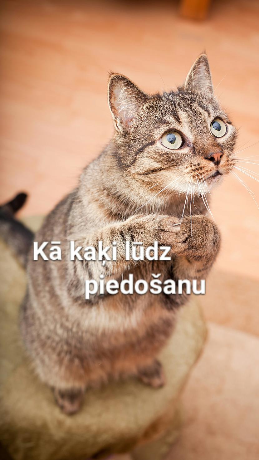 7 Autors: Komentētāja  9 kaķu memes