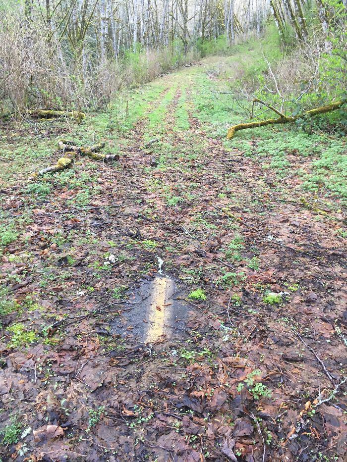  Autors: Fosilija Kad daba uzvarēja cīņā pret civilizāciju... 🌳🌴🍀