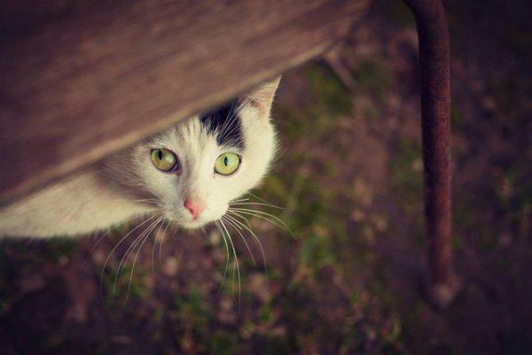  Autors: Fosilija Laukos kaķīšiem dzīve ir lieliska 😾