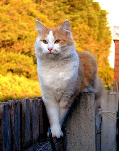  Autors: Fosilija Laukos kaķīšiem dzīve ir lieliska 😾