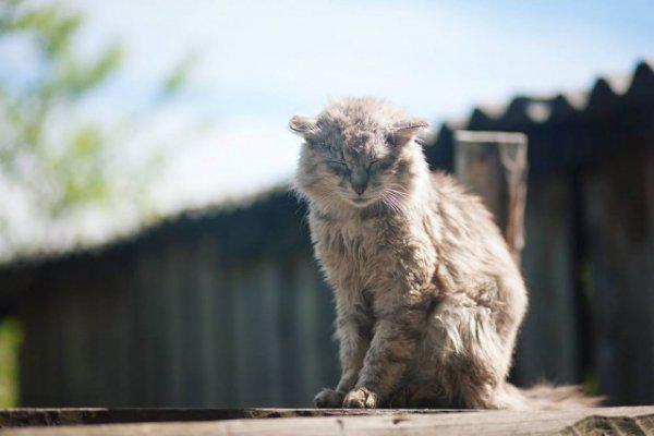  Autors: Fosilija Laukos kaķīšiem dzīve ir lieliska 😾