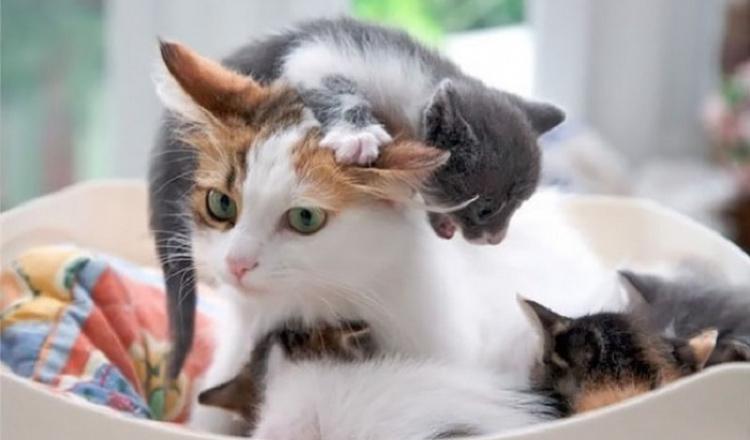  Autors: Fosilija Kaķu mammas un viņu jaukie kaķēni 😼