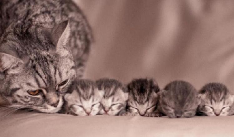  Autors: Fosilija Kaķu mammas un viņu jaukie kaķēni 😼