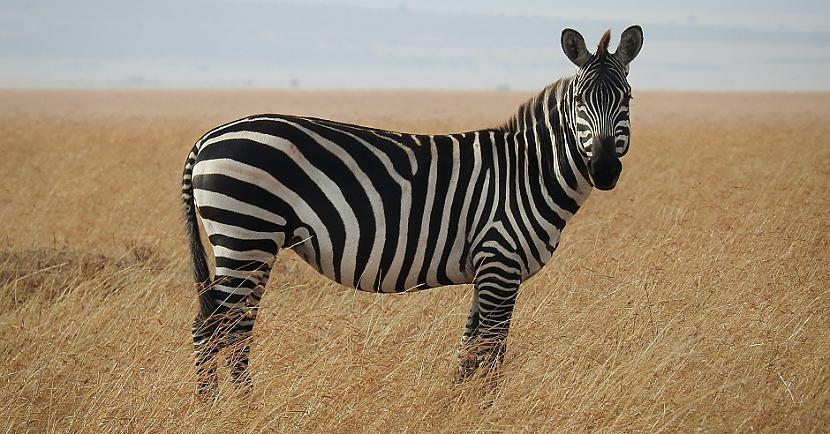 Vai zebra ir melna vai... Autors: Lestets 12 vienkāršu jautājumu atbildes, kuras mums pēkšņi vajag uzzināt