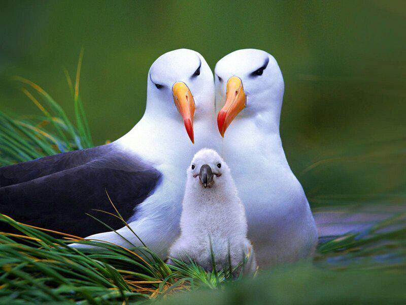  Autors: Fosilija Jauki attēli ar savvaļas dzīvnieku, putnu mīlestību un maigumu 💕