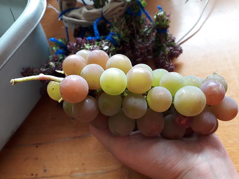 Mājās audzētas vīnogas kā... Autors: Griffith Atvaļinājums - 29. augusts, 2019. 2/2