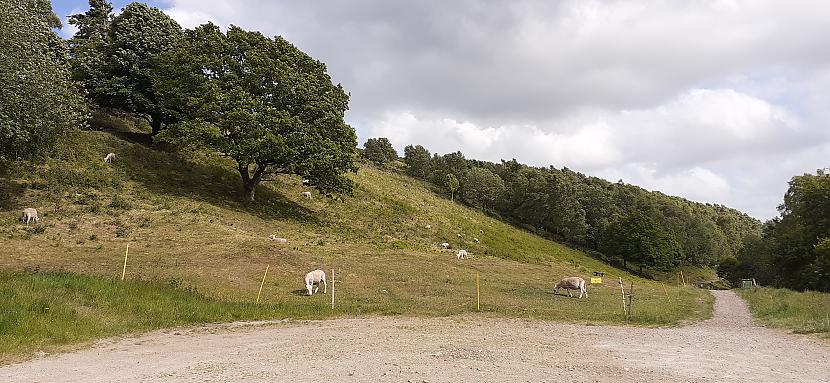 Aitas un jēri pļauj zāli Cako... Autors: Griffith Wyche, Herefordshire.