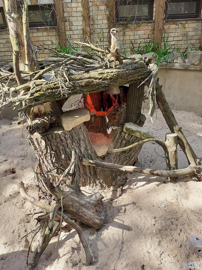 Surikāti Autors: Drakonvīrs 23 maijs saulaina vizīte Rīgas Zooloģiskajā Dārzā