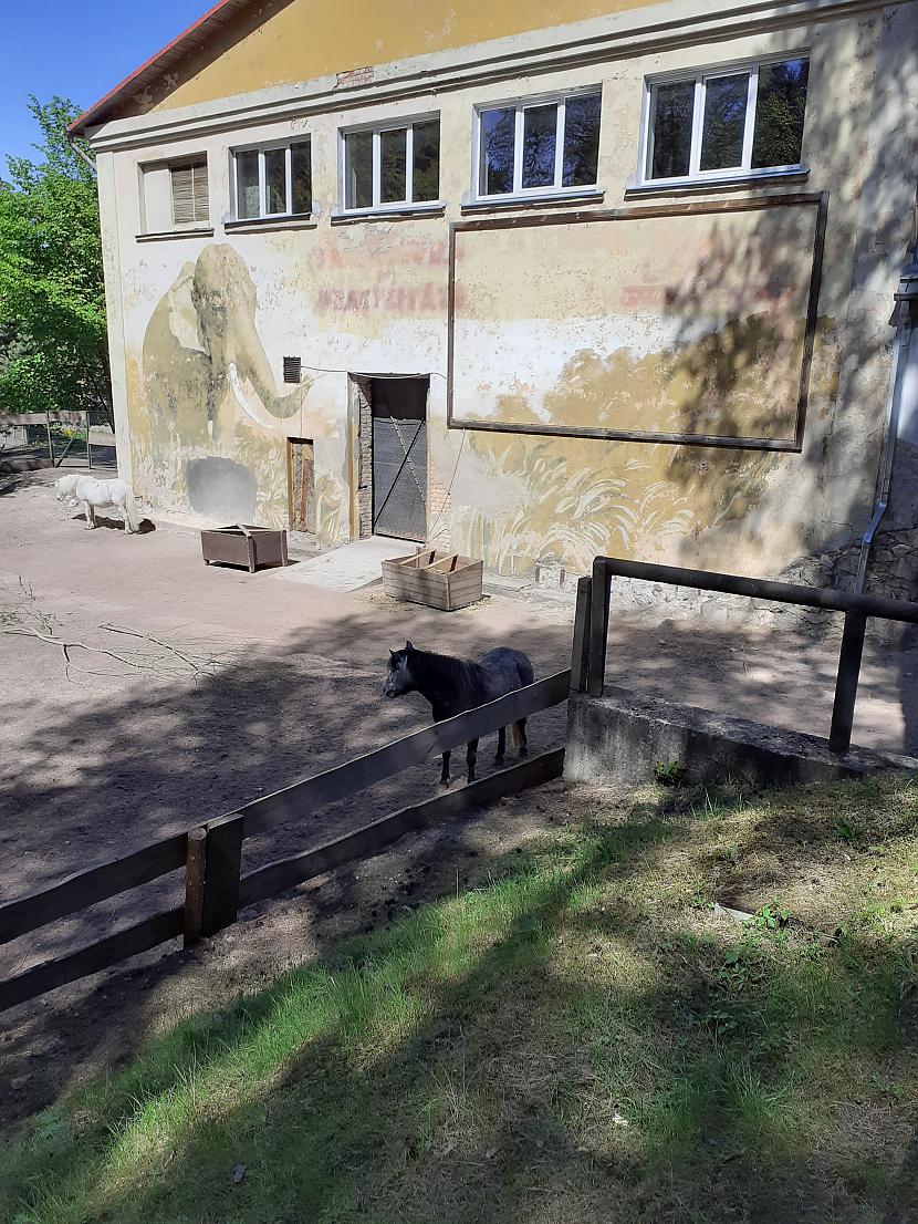 Vientuļš ponijs Autors: Drakonvīrs 23 maijs saulaina vizīte Rīgas Zooloģiskajā Dārzā