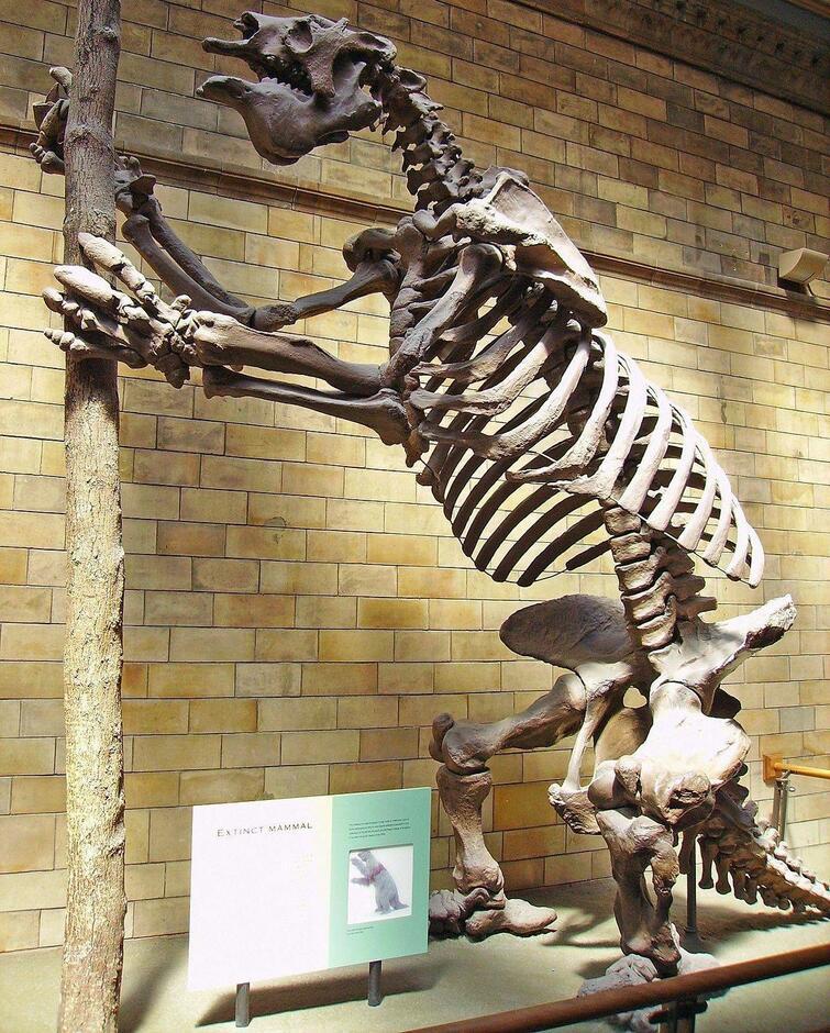 Megatherium americanum skelets... Autors: Fosilija Fotogrāfijas par visu, kas uzjautrinās un parādīs kaut ko jaunu