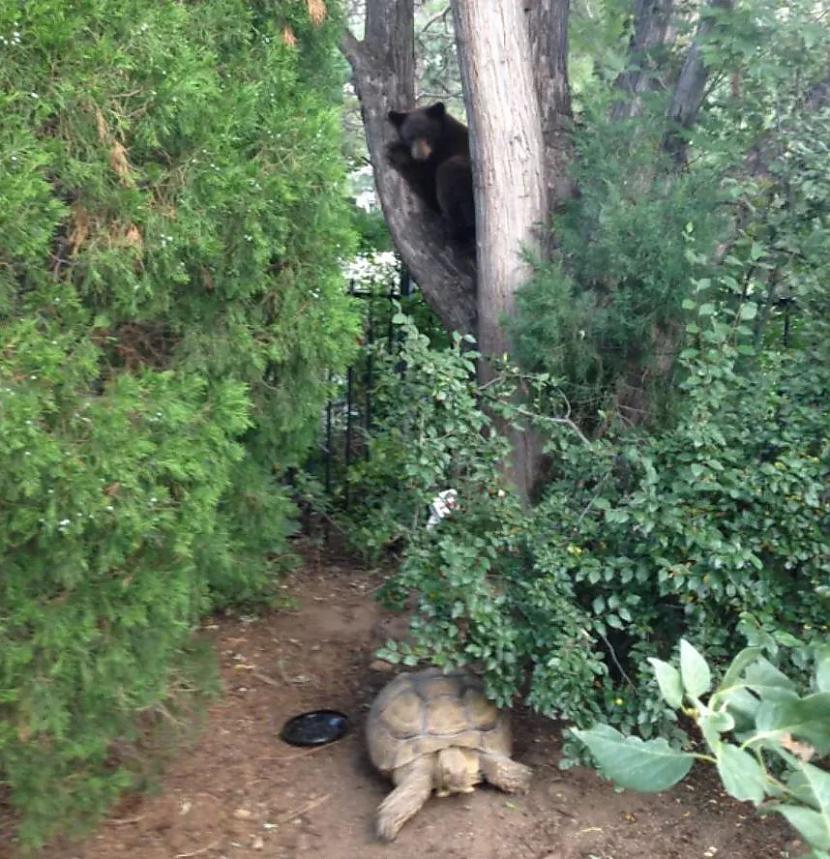 ASV melnie lāči patiesībā ir... Autors: Lestets 20 bildes, kas parādīs šīs pasaules dīvainākos noslēpumus