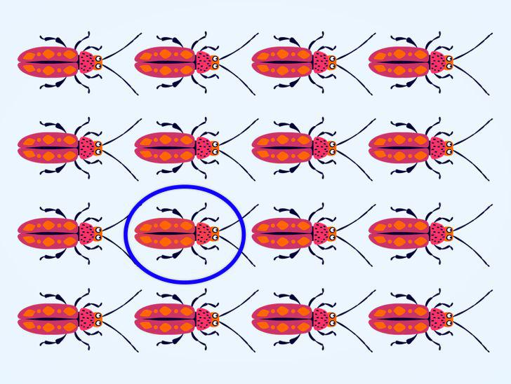  Autors: matilde Uzmanības tests: Vai vari atrast atšķirīgo kukaini 15 attēlos?