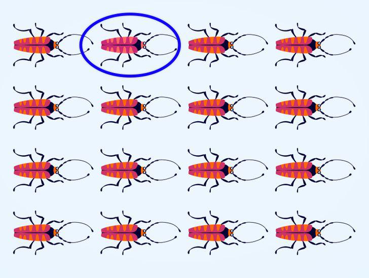 Cik atscaronķirīgos kukaiņus... Autors: matilde Uzmanības tests: Vai vari atrast atšķirīgo kukaini 15 attēlos?
