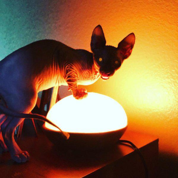 Ugunīgā elle atvērās un... Autors: Fosilija Sfinksi - nefotogēnākie kaķi pasaulē