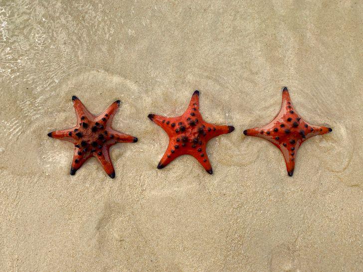 Jūras zvaigznes nav nemaz tik... Autors: Lestets 20 fascinējošu atklājumu fotogrāfijas