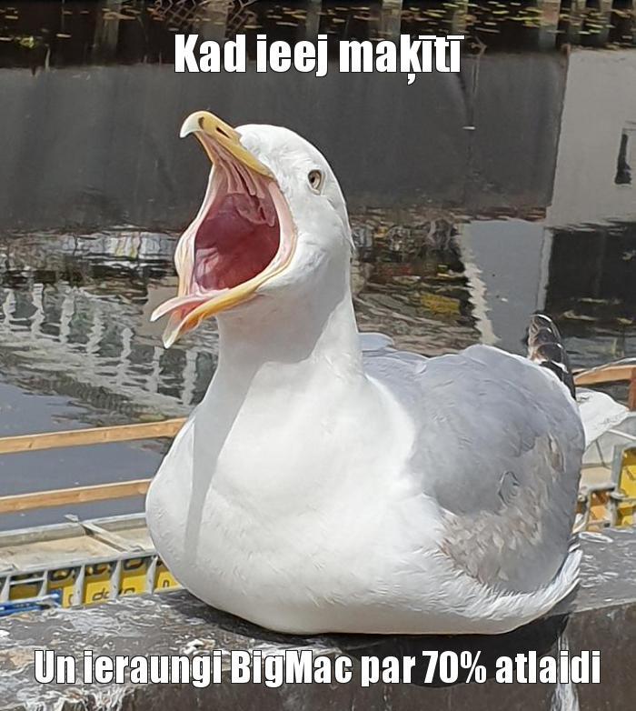  Autors: Susīta Mekke Memes