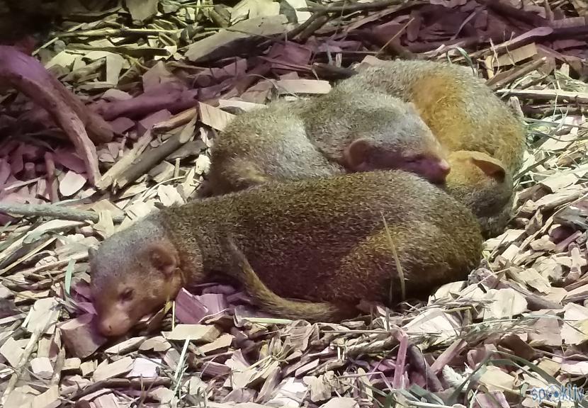  Autors: pyrathe Rīgas ZOO: lietainā svētdiena