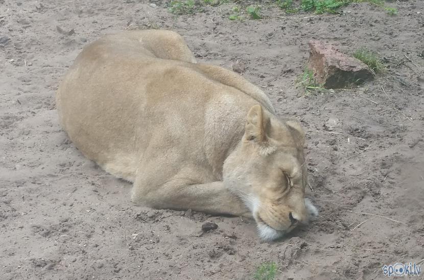  Autors: pyrathe Rīgas ZOO: lietainā svētdiena