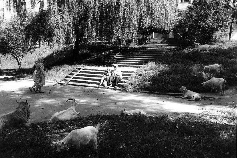 Mājdzīvniekus nācās turēt lai... Autors: Lestets PSRS laiku Kijevas ikdiena kādreiz aizliegtajās fotogrāfijās