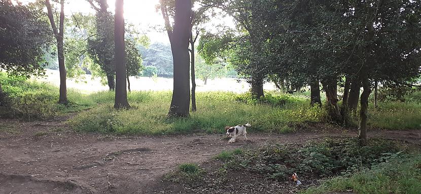  Autors: Griffith Malvern Common, suņu staidzināmā vieta + parks.