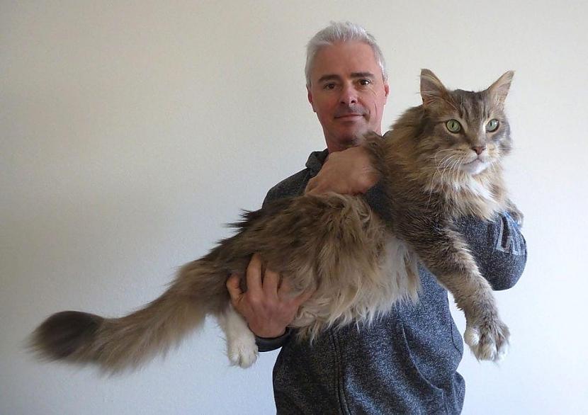  Autors: matilde 17 milzīgi kaķi, kuri tikai ar savu izskatu parāda, kurš mājās ir saimnieks