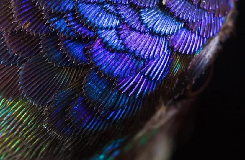 Kolibri patiesībā nav zili... Autors: Lestets 28 fotogrāfijas, kas ļaus mums uzzināt kaut ko jaunu