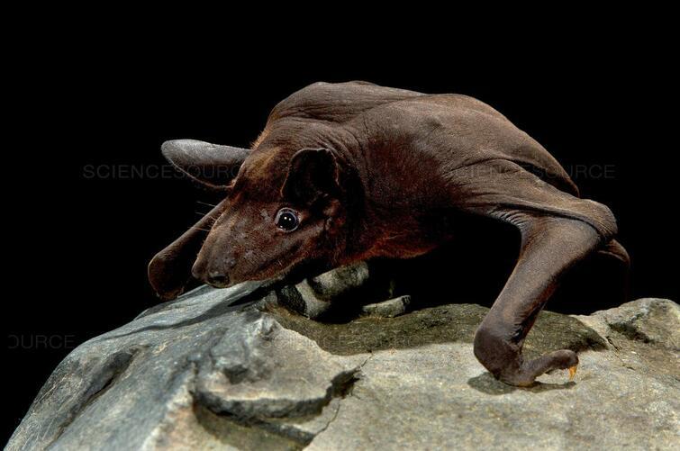 Hairless bat Autors: Fosilija 20 visdīvainākās sikspārņu sugas, kas liks uz tām paskatīties savādāk