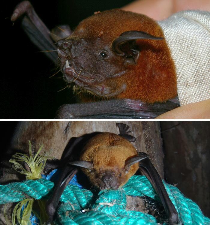 Bulldog bat Autors: Fosilija 20 visdīvainākās sikspārņu sugas, kas liks uz tām paskatīties savādāk