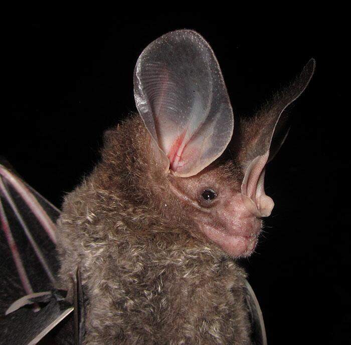 BigEared Woolly Bat Autors: Fosilija 20 visdīvainākās sikspārņu sugas, kas liks uz tām paskatīties savādāk