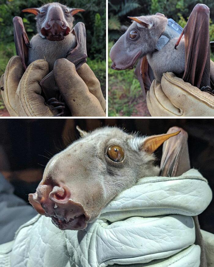 HammerHeaded Bat Autors: Fosilija 20 visdīvainākās sikspārņu sugas, kas liks uz tām paskatīties savādāk
