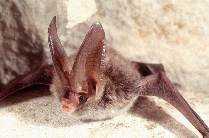 Rafinesques BigEared Bat Autors: Fosilija 20 visdīvainākās sikspārņu sugas, kas liks uz tām paskatīties savādāk