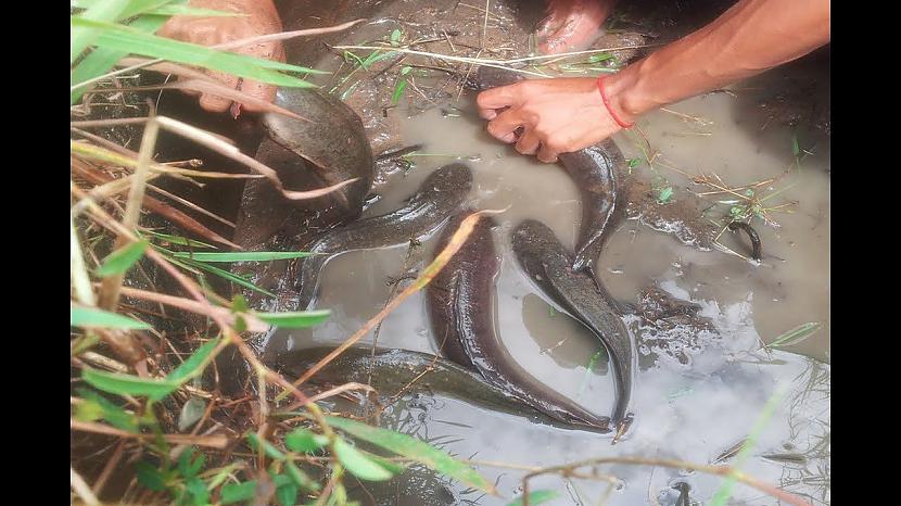  Autors: Fosilija Neparasta zveja izmantojot čūsku 🥺