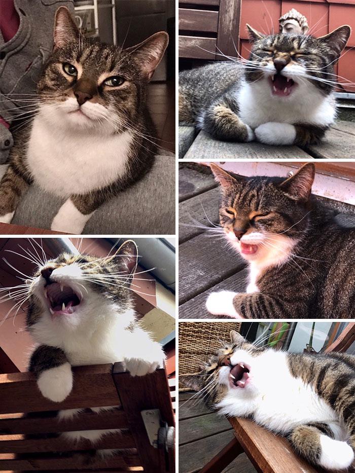  Autors: matilde 47 dramatiski kaķi, kuri ir pelnījuši «Oskaru»