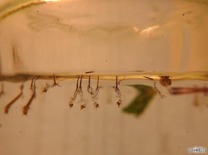 No kreisās puses odu kāpuri ... Autors: skSintija Odu dzīve