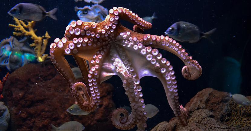 Publikācija neapskata tikai... Autors: Lestets Pētnieki apgalvo, ka astoņkāji ir citplanētieši