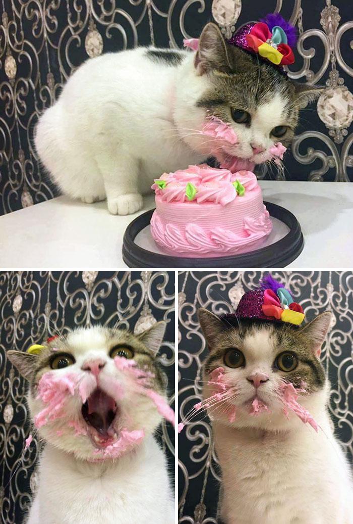 quotMūsu kaķim patika kūka ko... Autors: Fosilija 18 smieklīgi kaķi, kuru pusdienas pārvērtās gandrīz par katastrofu 😹