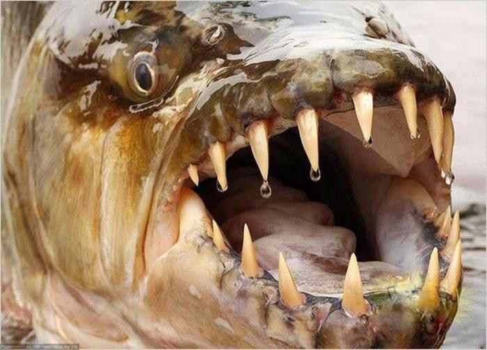 Scaronīs quotzivisquot garums... Autors: Fosilija Zivis, kas iespējams ēd  pat krokodilus 🐊