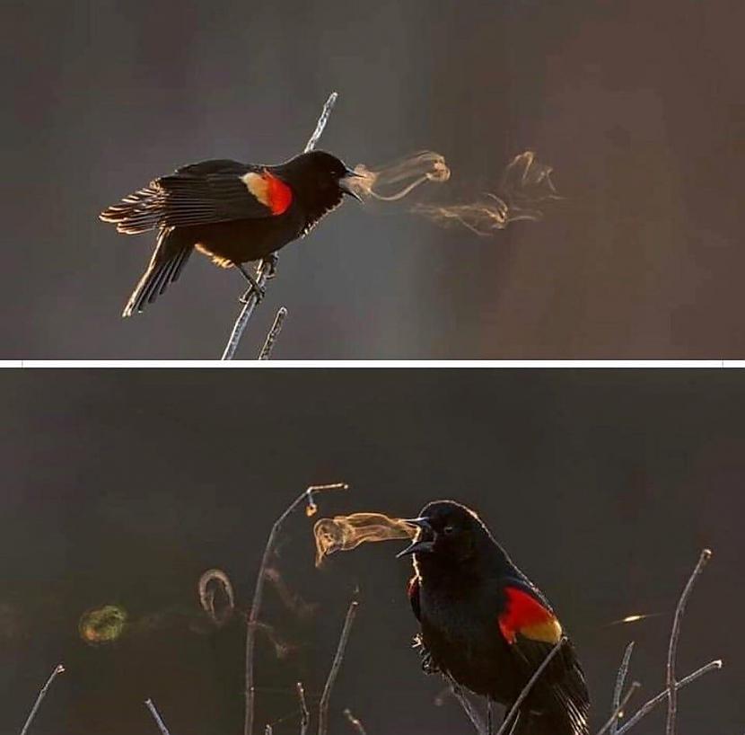 Tā izskatās putna dziesmaArī... Autors: Lestets 14 reizes, kad daba mūs pārsteidza nesagatavotus