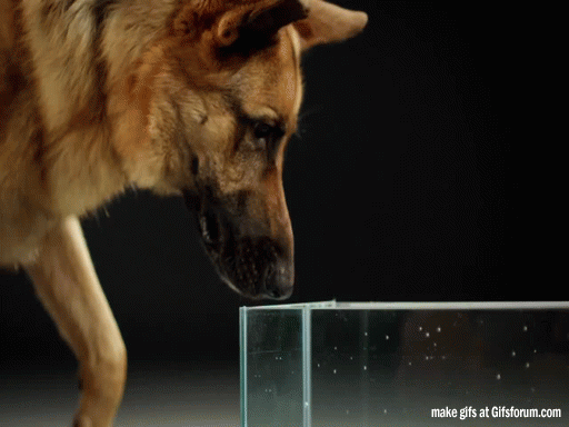 Kā suns lok ūdeni Autors: Fosilija 32 GIF, lai palīdzētu izskaidrot apkārtējo pasauli 🌍