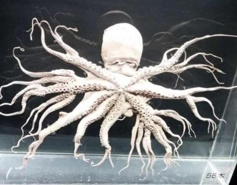 1998 gadā pie Japānas krastiem... Autors: Fosilija Astoņkājis ar 96 ekstremitātēm 🐙