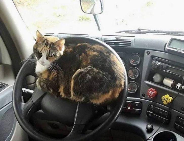 Autopilots vietā Autors: Zibenzellis69 15+ fotoattēlu pierādījumi, ka kaķi var uzkāpt jebkurā vietā
