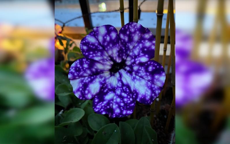 Zvaigžņu zieds  Autors: Zibenzellis69 40 neticami fotoattēli, kas vārētu likt tev uz dažām sekundēm aizdomāties