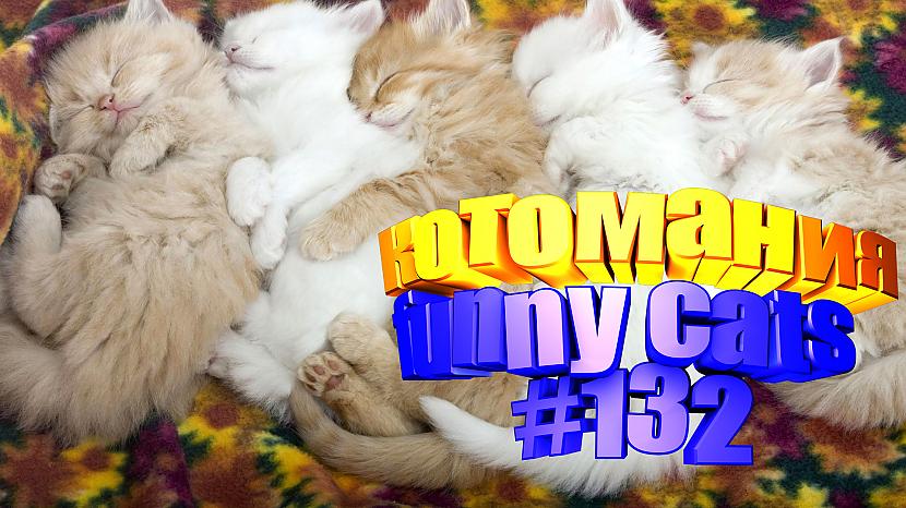  Autors: kotomaniabest Smieklīgi kaķi | Jautrība ar kaķiem, katomanija #132