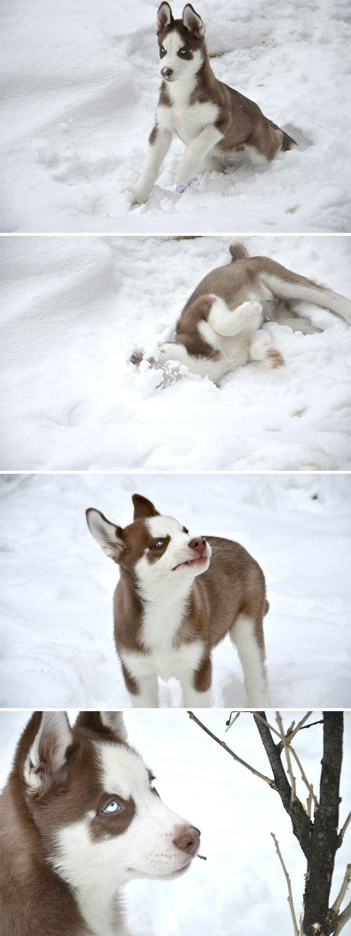 Sniegs nemaz nav tik slikts  Autors: Zibenzellis69 15 fotogrāfijas ar dzīvniekiem, kuri pirmoreiz izgāja pastaigā pa sniegu