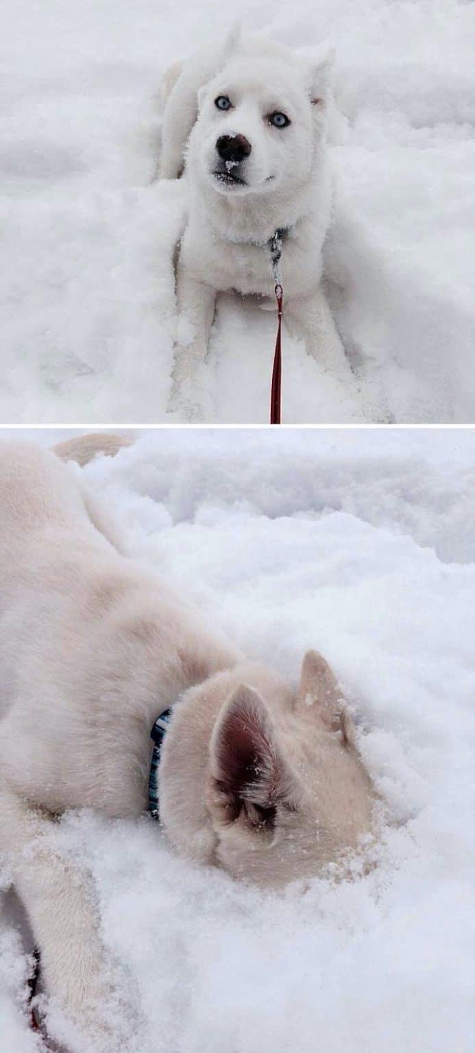 Ja kas man tomēr patīk Autors: Zibenzellis69 15 fotogrāfijas ar dzīvniekiem, kuri pirmoreiz izgāja pastaigā pa sniegu